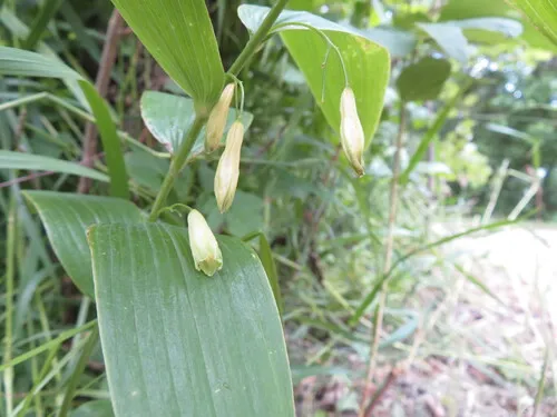 Smooth Solomon's Seal — photo by dghjertaas
