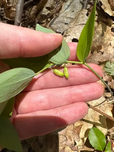 Hairy Solomon's Seal — photo by J. Scott