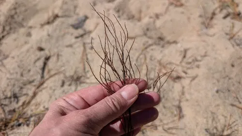 Coastal Jointweed