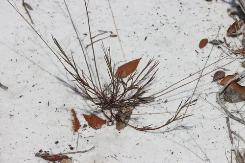 Florida Jointweed
