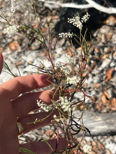 Hairy Jointweed
