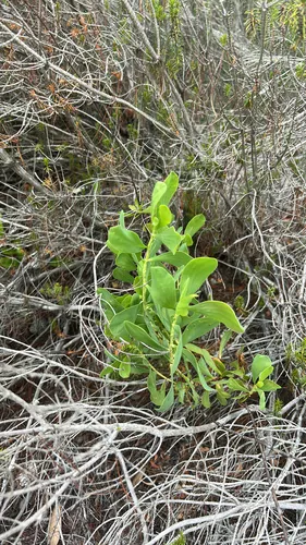 Largeleaf Jointweed