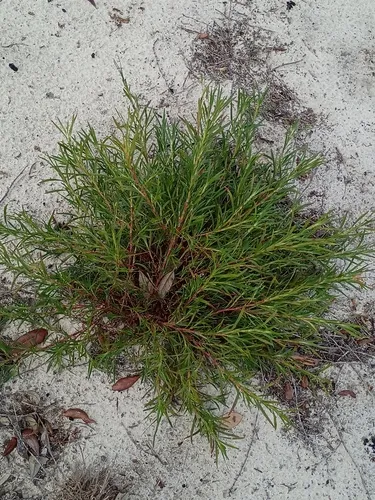 Largeflower Jointweed — photo by Tom Radocy