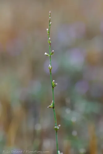 Narrowleaf Knotweed — photo by Franck Le Driant
