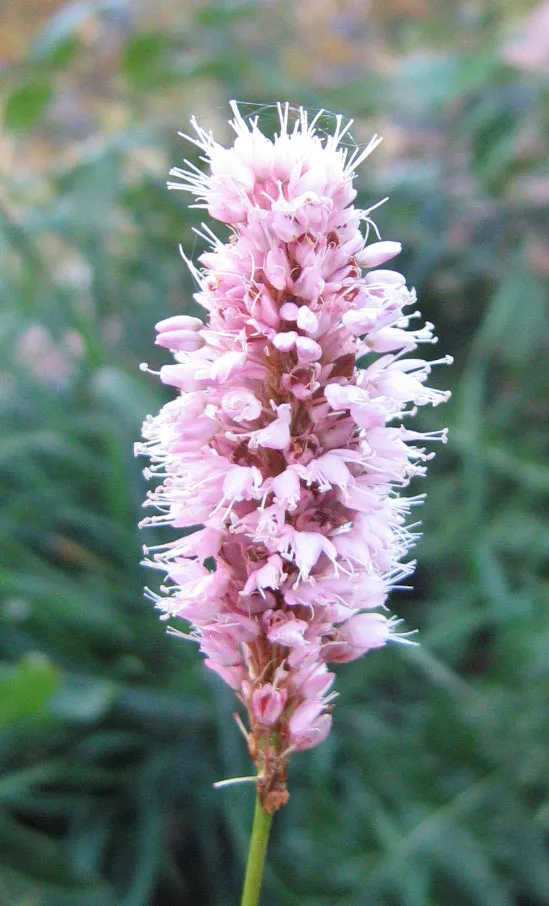 Meadow Bistort — photo by Snežana Trifunović