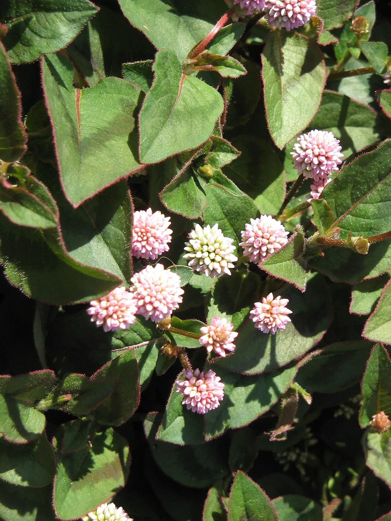Pinkhead Smartweed — photo by Meneerke bloem