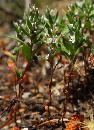 Cascade Knotweed — photo by Adam Schneider
