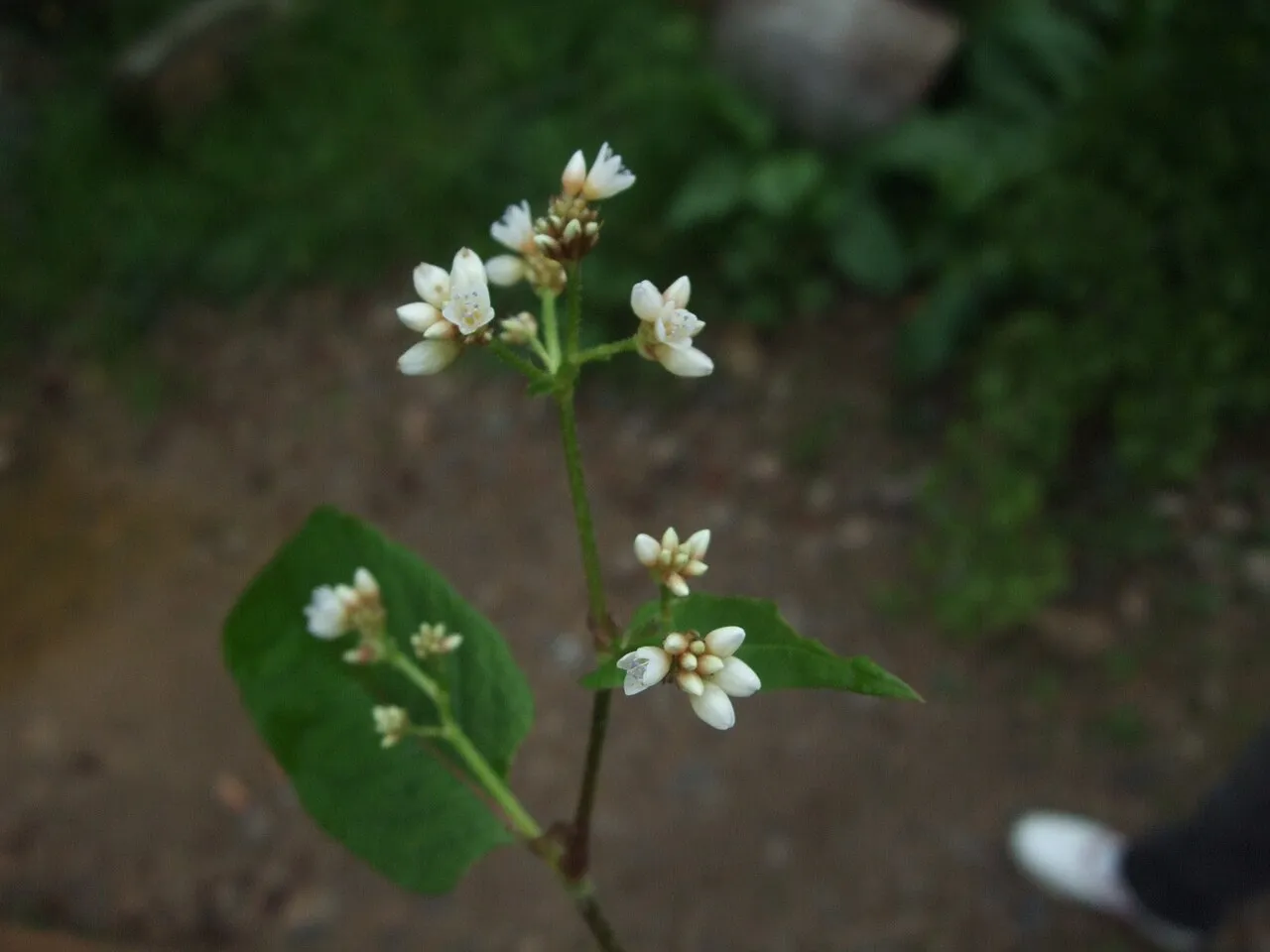 Chinese Knotweed — photo by 石川 Shihchuan