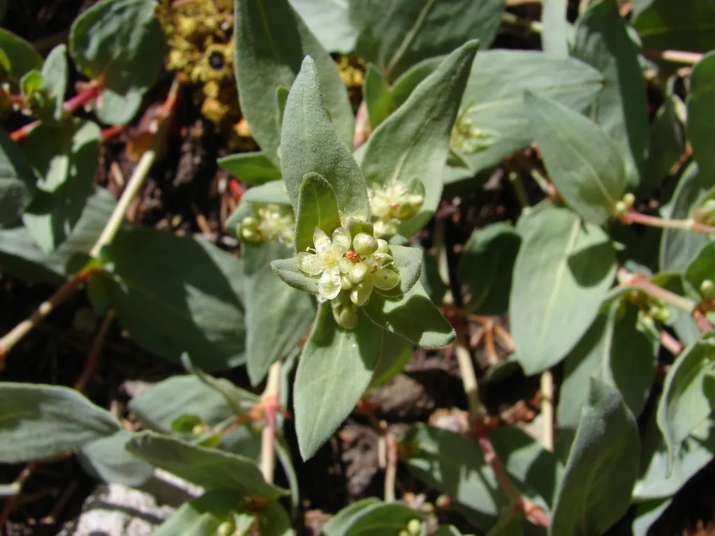 Davis' Knotweed — photo by Merrie Freed