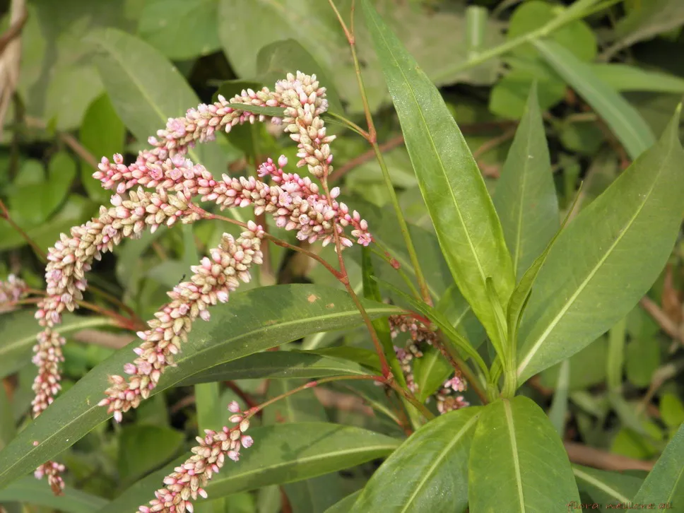 Denseflower Knotweed — photo by Lalithamba