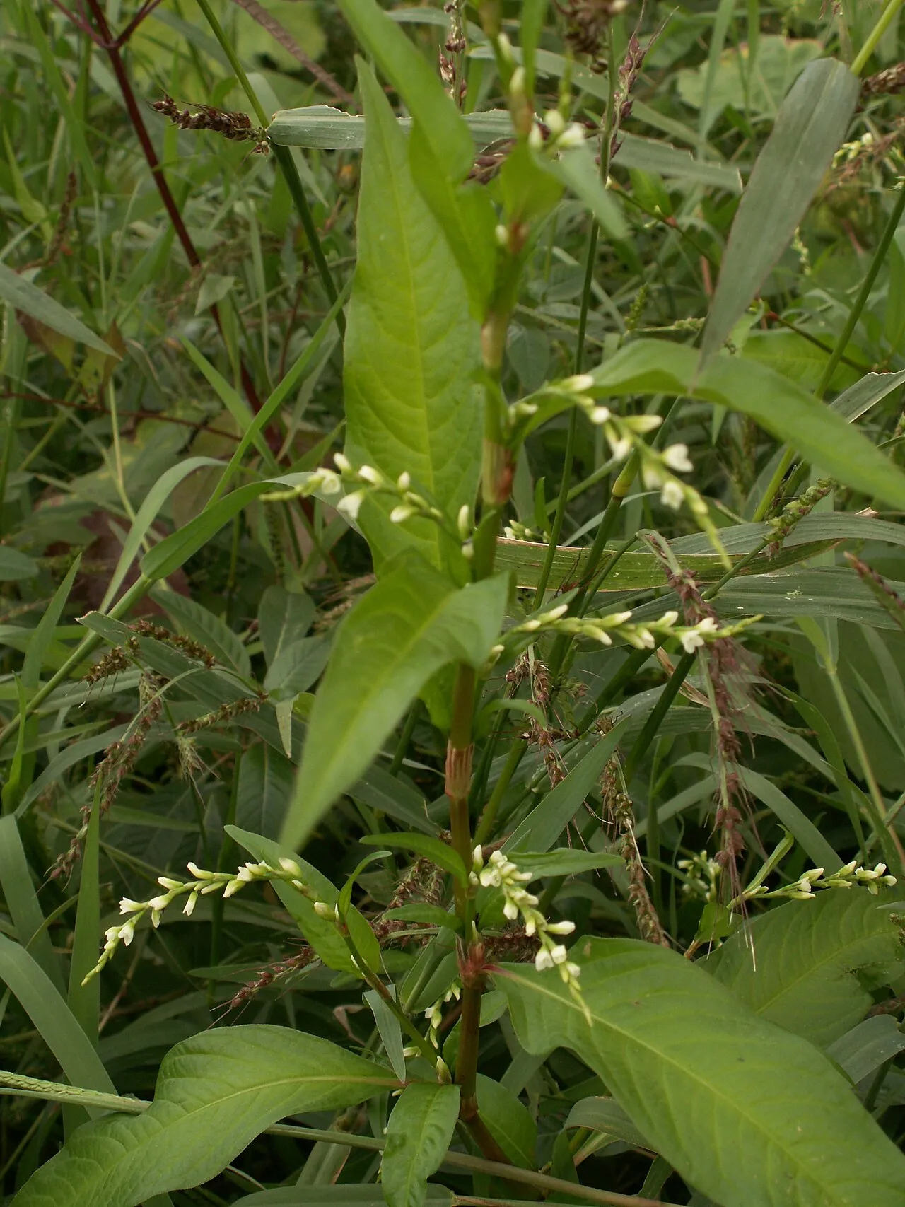 Marshpepper Knotweed — photo by No machine-readable author provided. Aroche assumed (based on copyright claims).