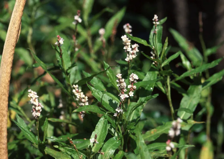 Swamp Smartweed