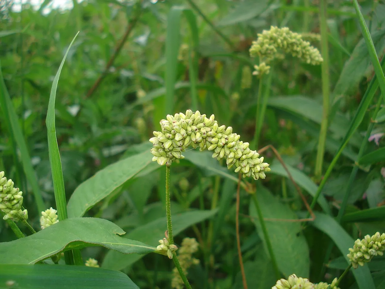 Curlytop Knotweed — photo by Sanja565658