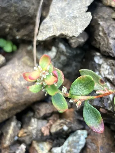 Broadleaf Knotweed — photo by fish_narc
