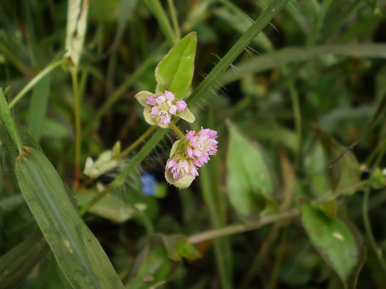 Nepalese Smartweed — photo by hugo vargas