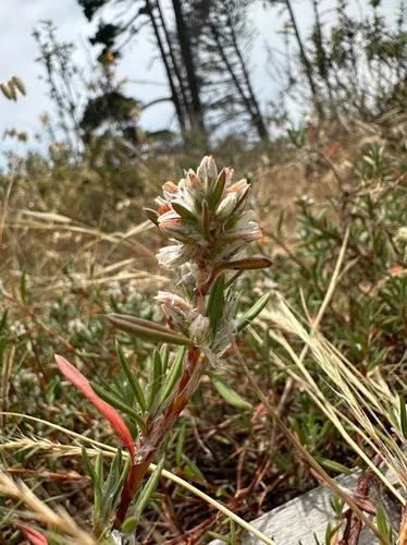 Beach Knotweed