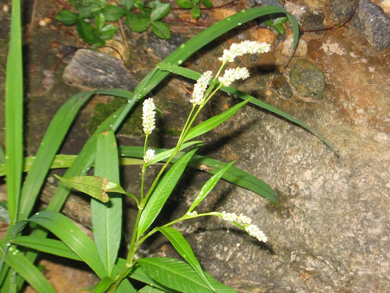 Pennsylvania Smartweed — photo by Jomegat