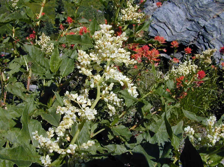 Poke Knotweed — photo by Dianne Fristrom