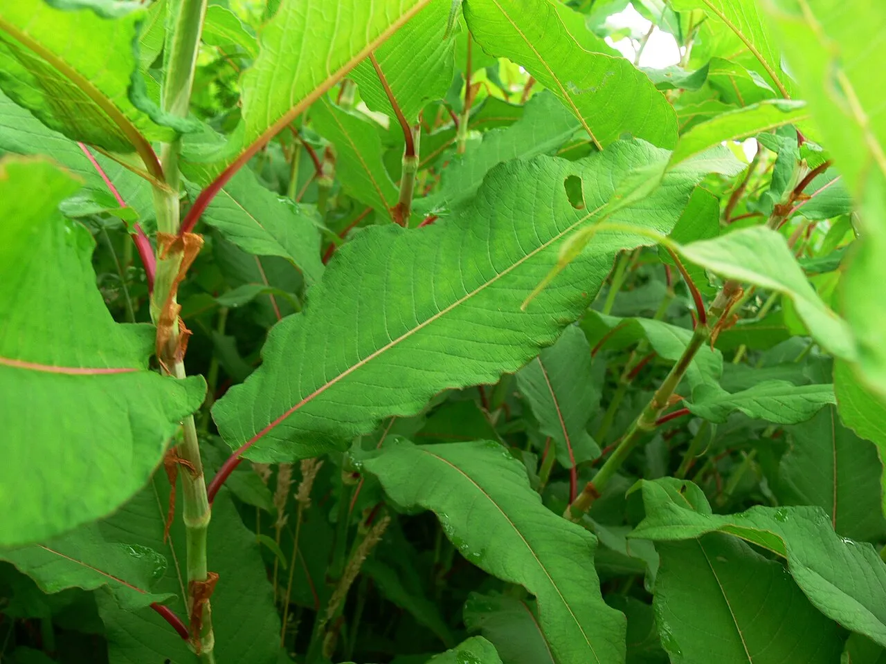 Cultivated Knotweed — photo by Lamiot