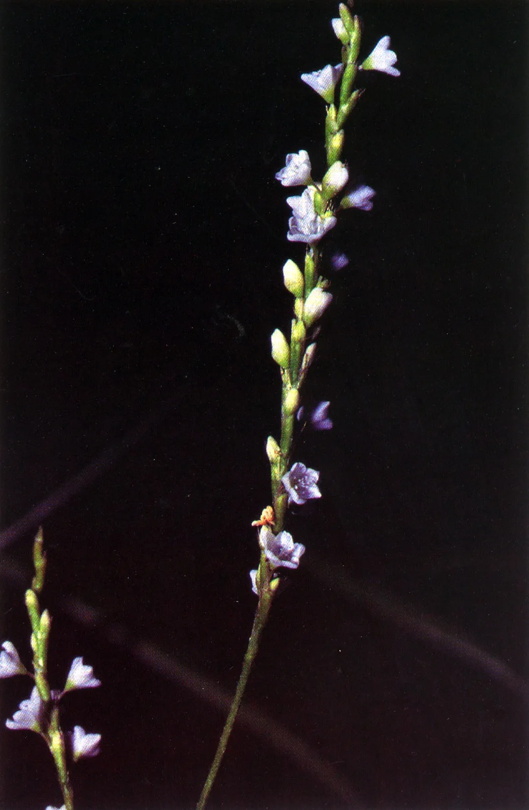 Dotted Smartweed (var. punctatum) — photo by Robert H. Mohlenbrock