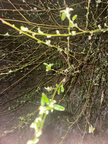 Bushy Knotweed — photo by ilovedrakemaye