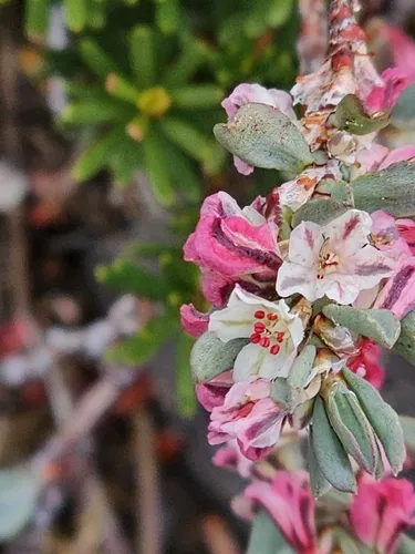 Shasta Knotweed — photo by Stormy