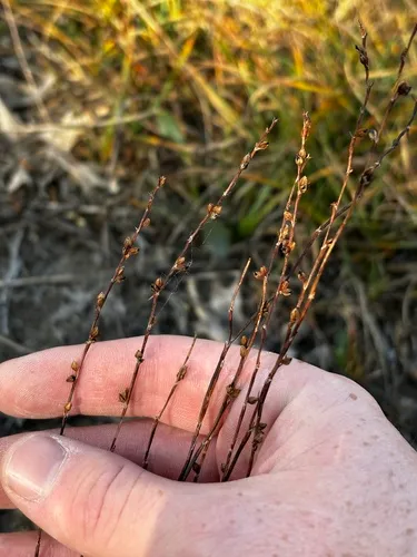 Pleatleaf Knotweed