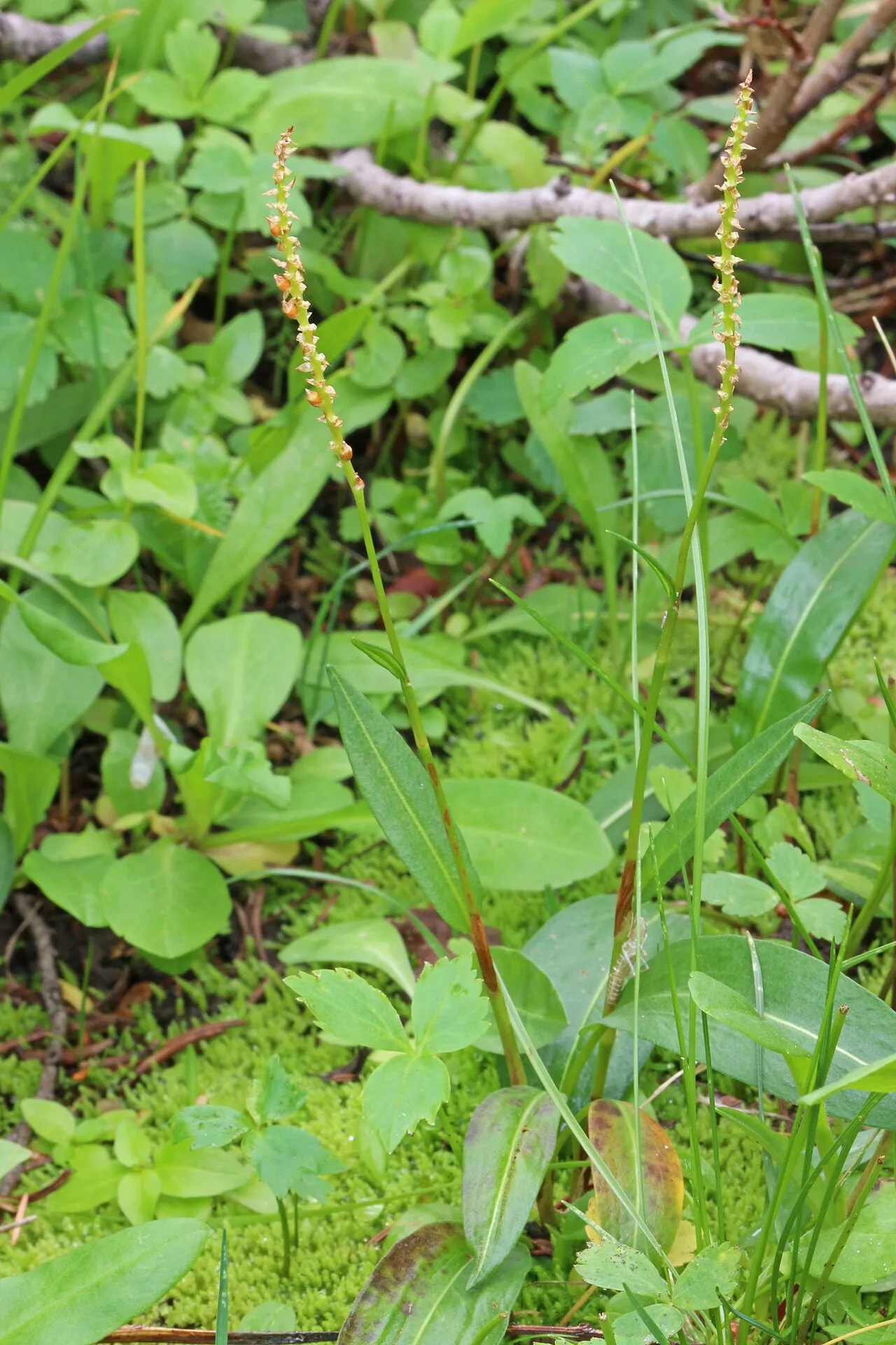 Alpine Bistort
