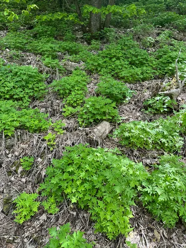 Whiteflower Leafcup