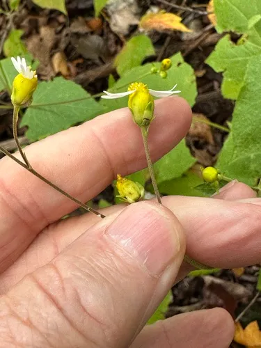 Cossatot Mountain Leafcup