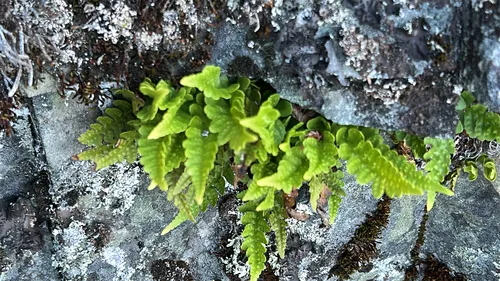 Irregular Polypody — photo by caelang