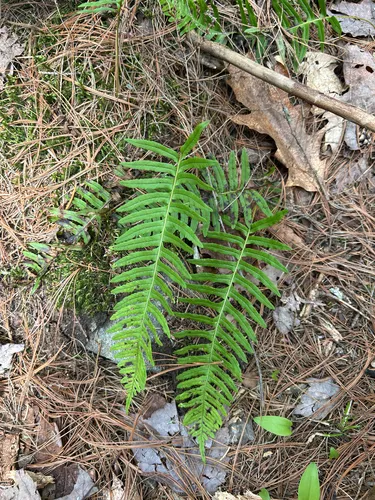 Appalachian Polypody