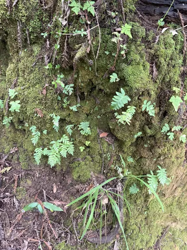 Nested Polypody — photo by nateschrumpf