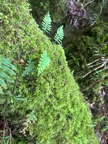 Licorice Fern — photo by 👁🗨Eye-Wandered-Off👁🗨