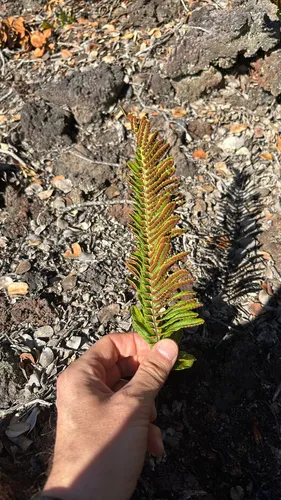 Dotted Polypody