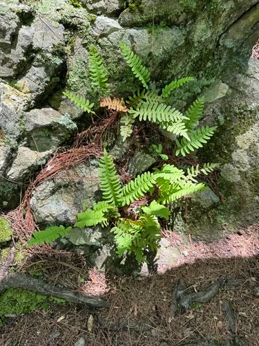 Rock Polypody — photo by Bill MacIndewar