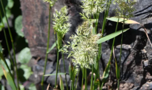 Chilean Rabbitsfoot Grass