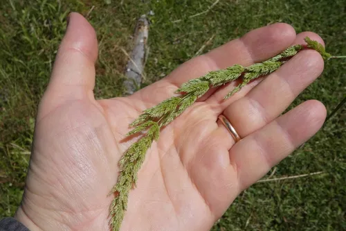 Streambank Rabbitsfoot Grass