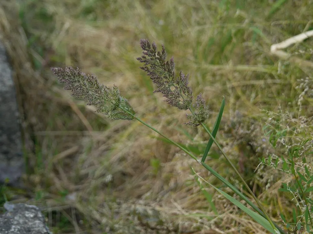 Asia Minor Bluegrass