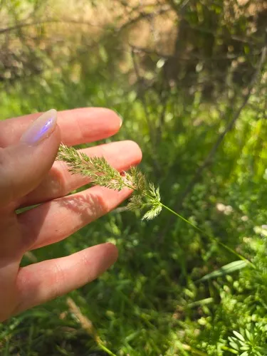 Ditch Rabbitsfoot Grass