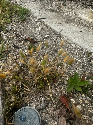 Annual Rabbitsfoot Grass