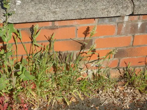 Beardless Rabbitsfoot Grass — photo by pete_gateley
