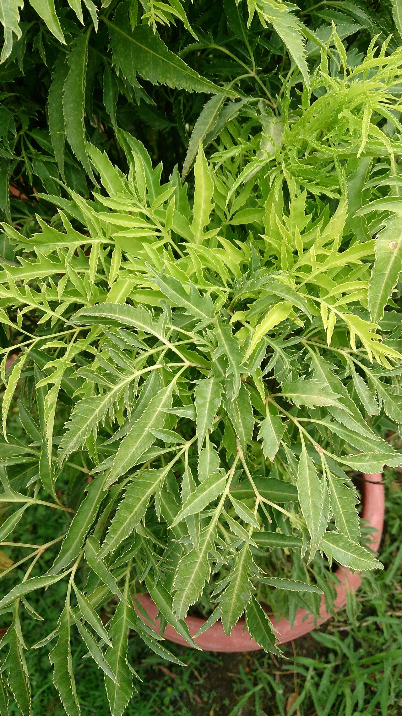 Malaysian Aralia