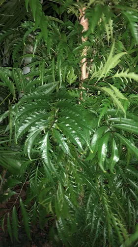 Ming Aralia