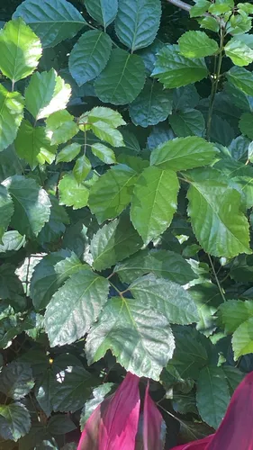Geranium Aralia