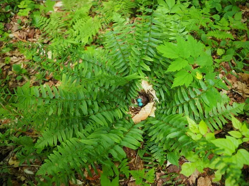 Christmas Fern — photo by Scott Bailey