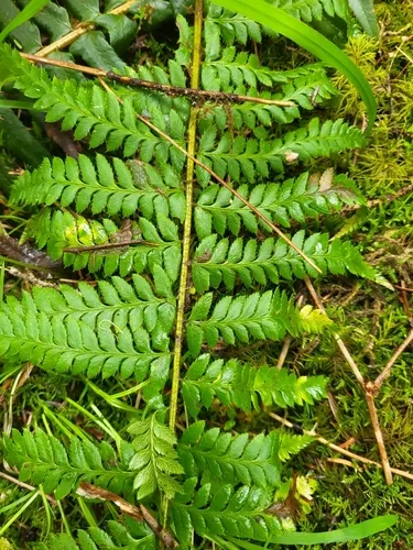 Anderson's Hollyfern