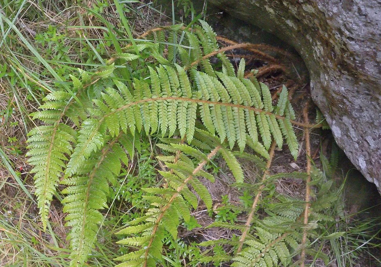 Bonsey's Hollyfern