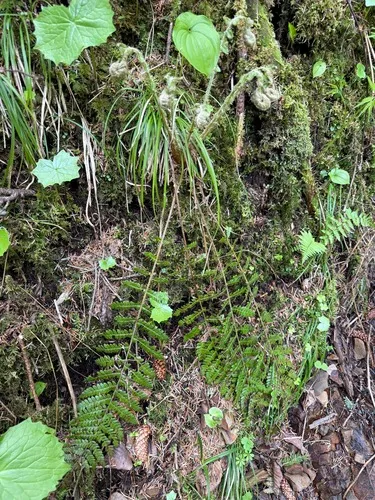 Braun's Hollyfern