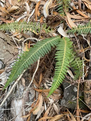 Island Swordfern — photo by Kyhl Austin